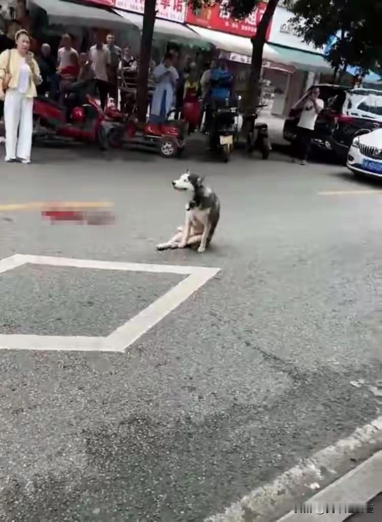 成都断背哈士奇死了近日有网友爆料成都一店主持刀把一哈士奇砍伤（一刀砍断了哈