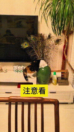 这视频我反反复复看了好几遍，又好笑又无奈。三花猫咪非要扒着花瓶掏东西，好奇心重得