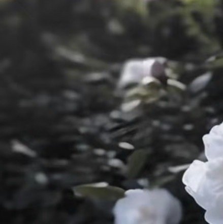 0000山茶花的种植方法：1.选苗与土壤：选择健康、无病虫害的山茶花苗木，土壤