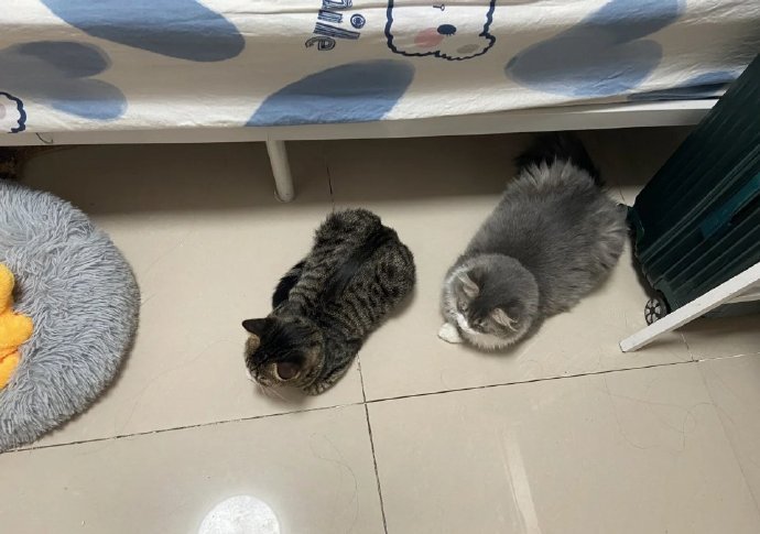 疑似买到了最新的鸳鸯款猫猫拖鞋