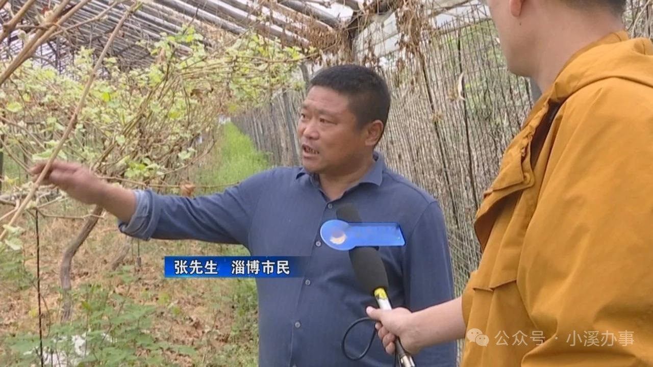 淄博:葡萄大面积减产种植户怀疑隔壁养鸭场“臭气”带病菌2026年4月2