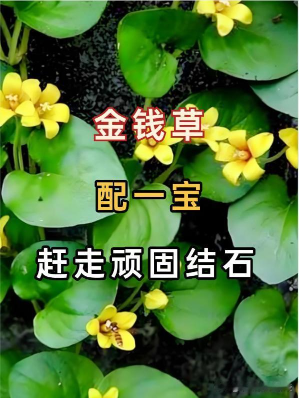 金钱草配一宝，再顽固的胆结石，也怕它！胆结石，是否常让你右上腹绞痛难忍、恶心