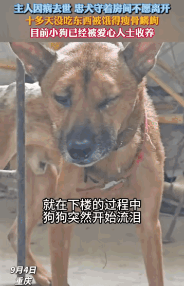 “太有灵性了！”重庆，狗狗的主人因病去世，没想到，狗狗守在主人的房间内不肯离开。