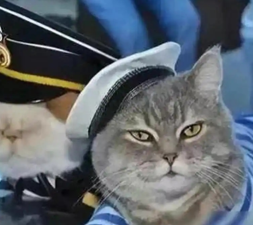 航母上为什么要养猫？是为了抓老鼠？那你就错了，现在航母上的猫可不是为了抓老鼠，而