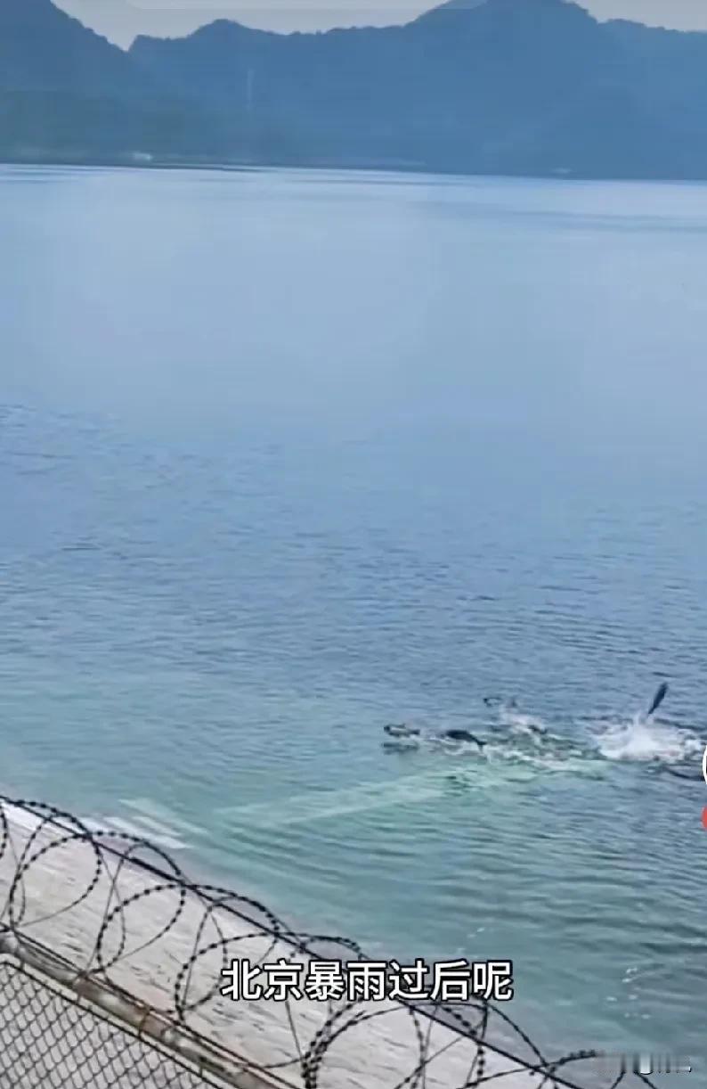 为了应对上游来水，密云水库开闸放水，甚是壮观！密云水库是我们华北地区最大的综
