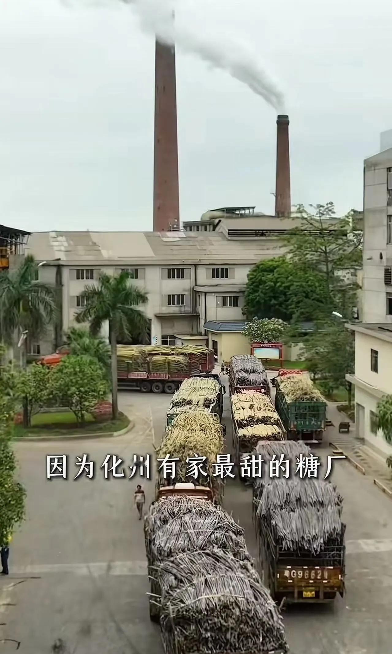 大标题：“排队超24小时每吨补10块！”广东糖厂老板立下规矩：过地磅当场发现金，