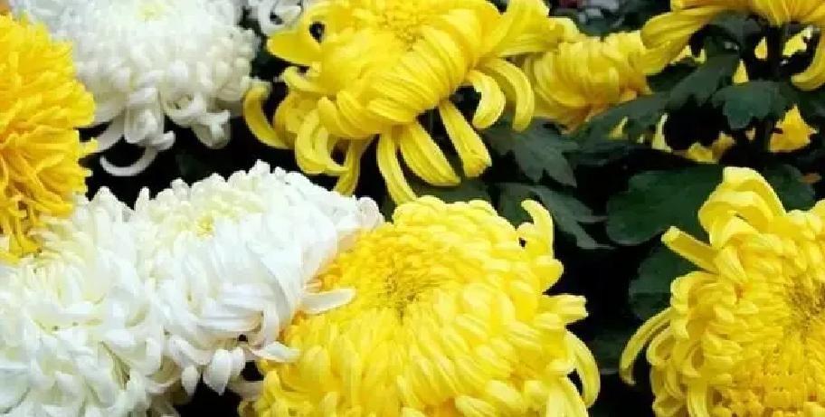 刷到个老故事，心里堵得慌。上世纪八九十年代，我们那儿出了个“大伯哥”，在国企上