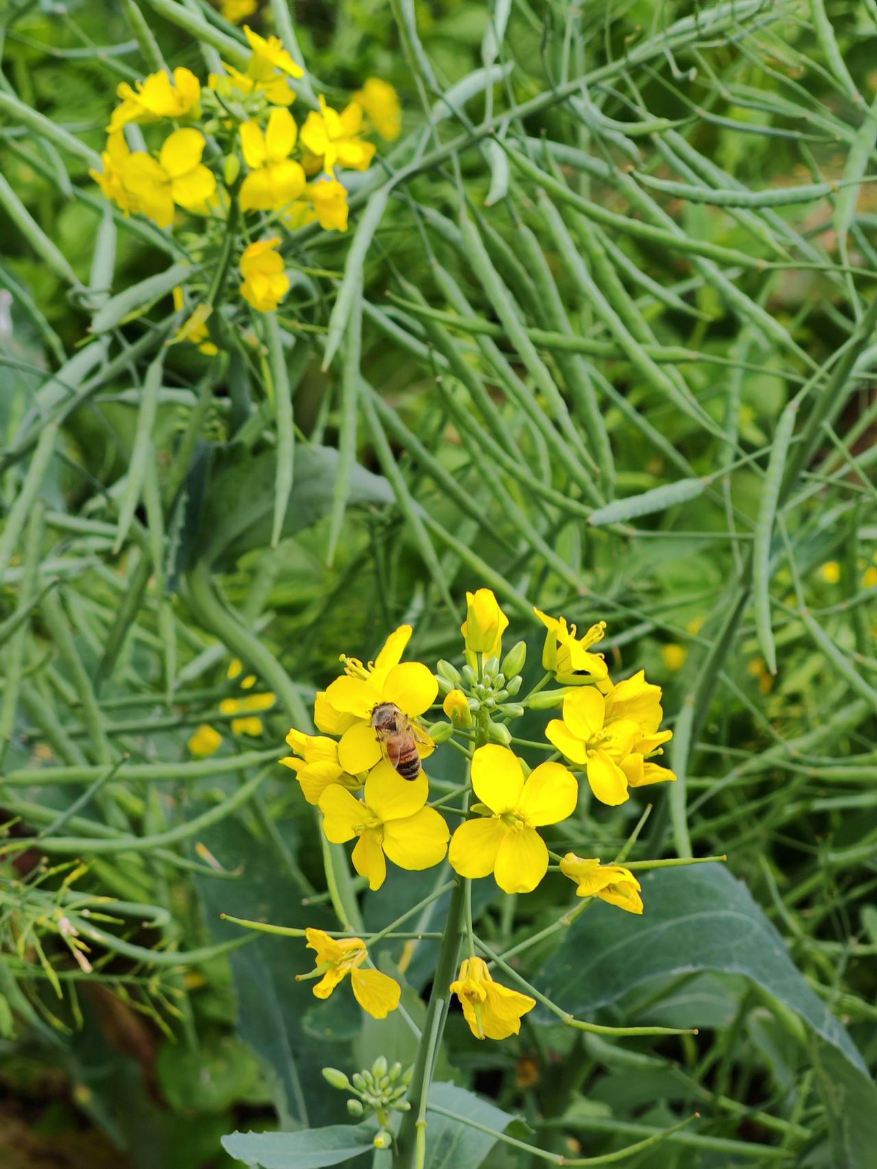 要不怎么说勤劳的小蜜蜂呢！这都最后的几朵正在盛开的油菜花了，几只小蜜蜂仍不肯放过