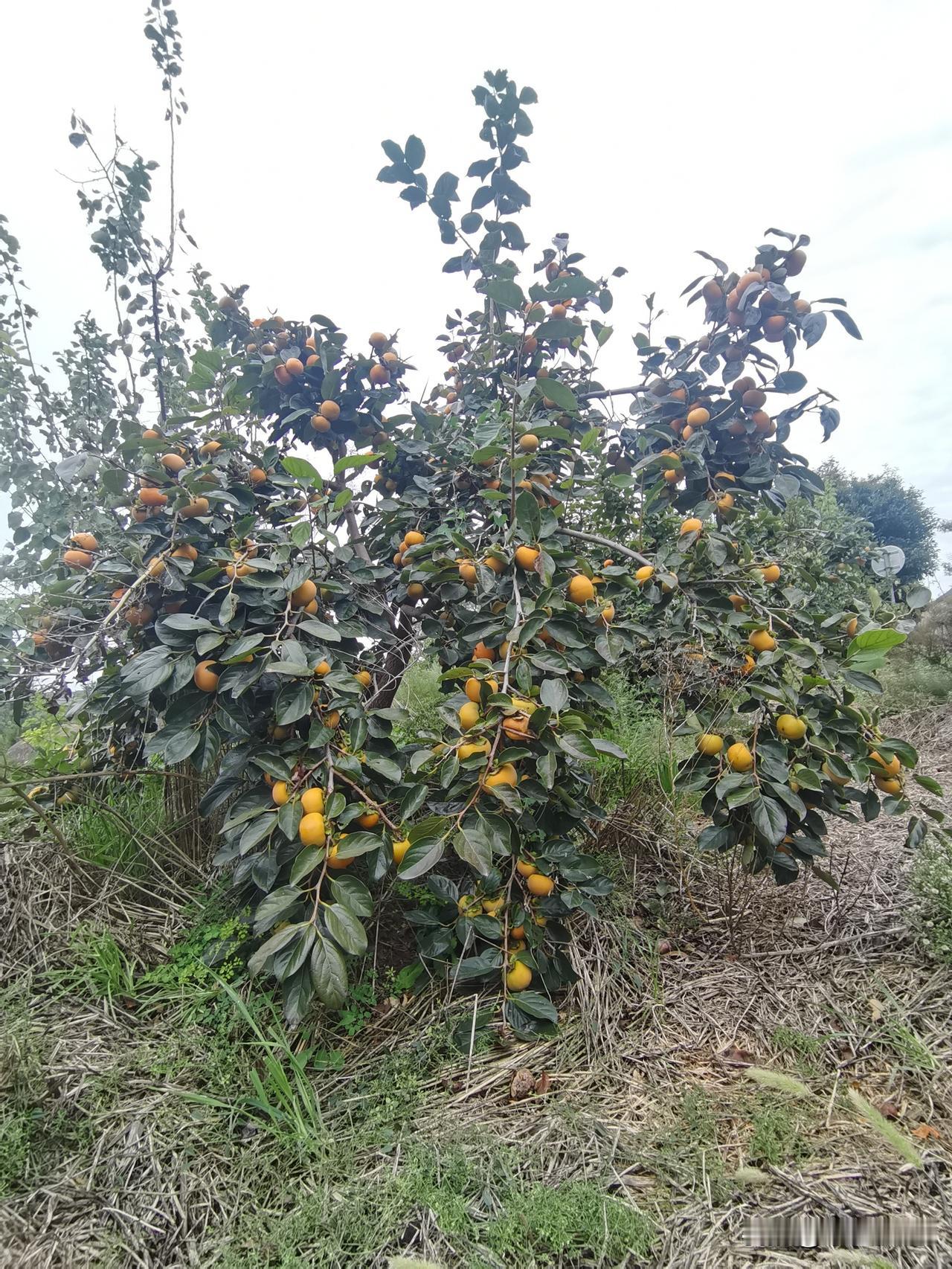 柿子丰收在望今年春夏多雨，陕西的柿子挂果又大又多，整体长势喜人，树枝都压弯了。