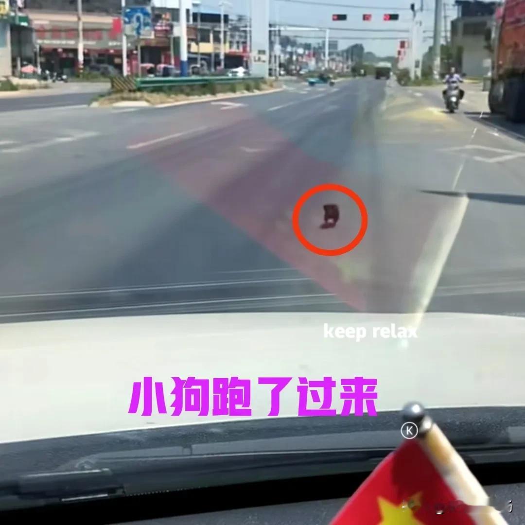 回家的路上，在一个路口等红灯的间隙，突然发现一个小黑点朝我这边跑了过来。看了一下