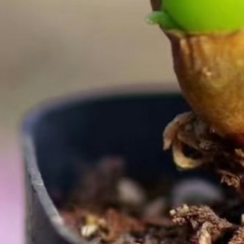 ‎种植种植文案0000碧光环种植教程碧光环是番杏科多肉植物，休眠期后新芽形似