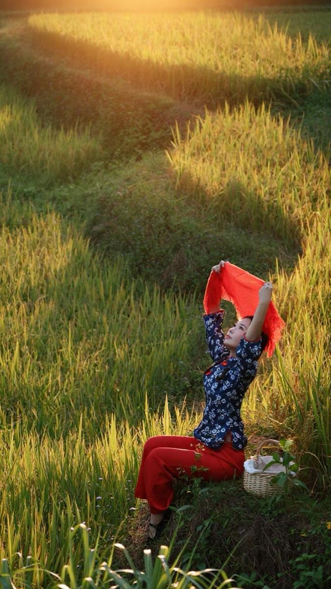 梯田美景 稻香 金秋收获季 摄影