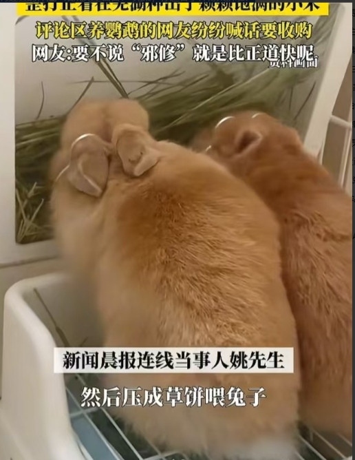 简直赚翻了！”近日，安徽芜湖，一男子在网上购买了“狗尾巴草”种子，本打算种了之后