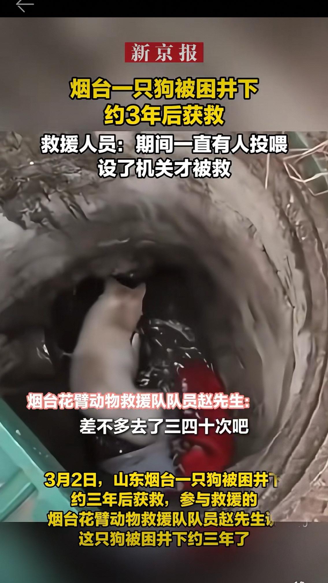 这口废弃深井，就是它三年的牢笼。8米深、壁滑无路，一旦坠落，便是暗无天日的囚禁。