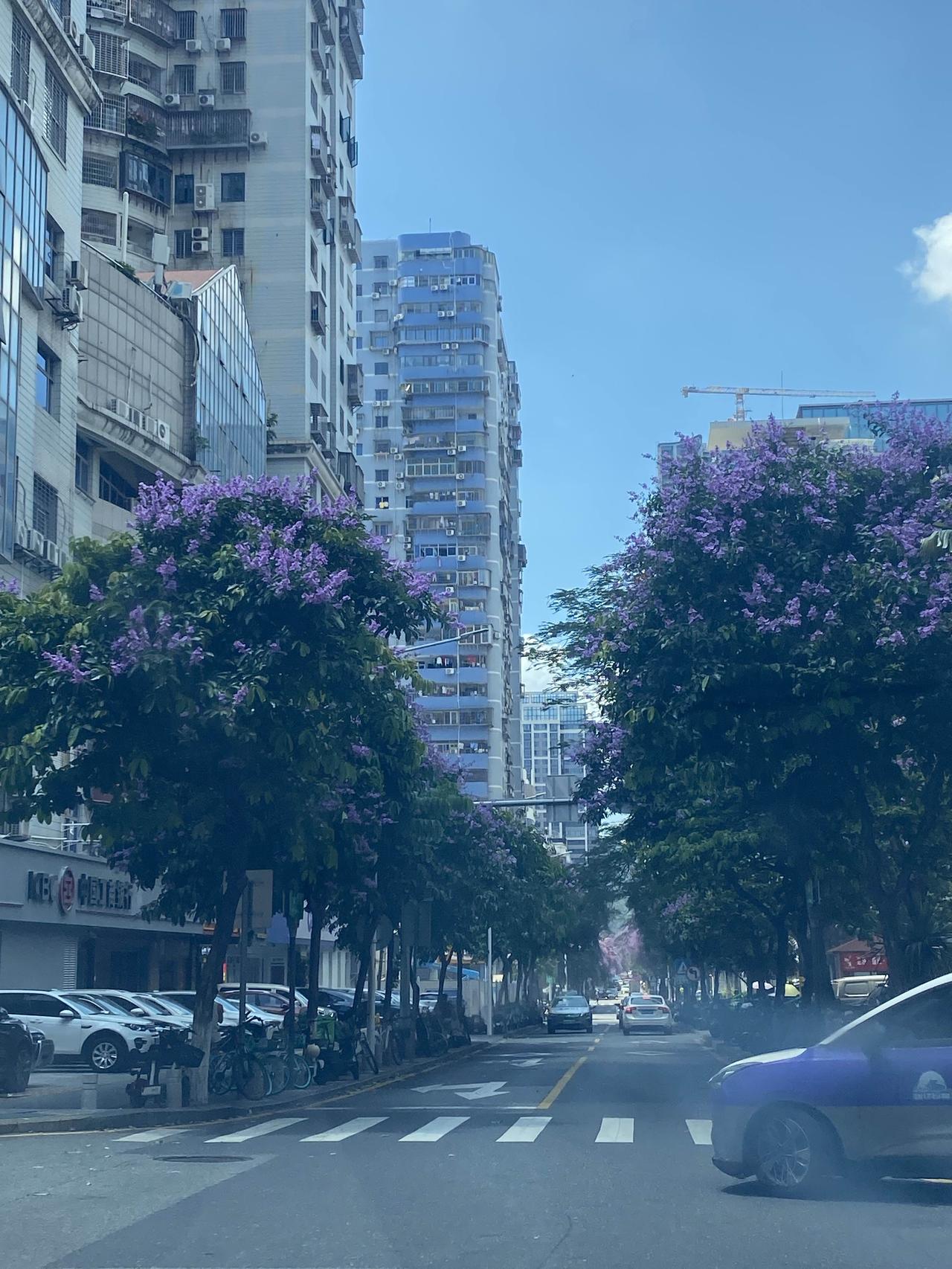 福州出现花80万买价值3万元一棵树木的情况，这些树还没怎么种活。据从事园林绿化