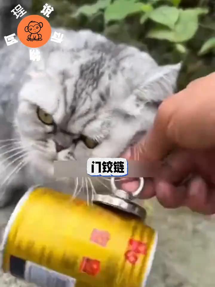 为了回收废铁换钱，这位主人脑洞大开，在自家猫咪的脖子上挂了一块强力磁铁，想让它变