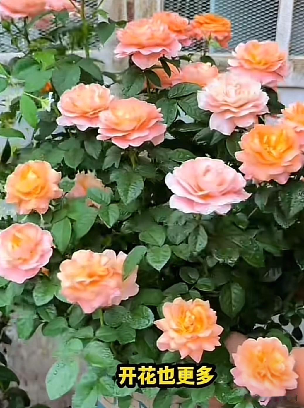 月季爆满盆的秘诀——压枝在月季的养护中，压枝是让其实现爆满盆的关键一步。压