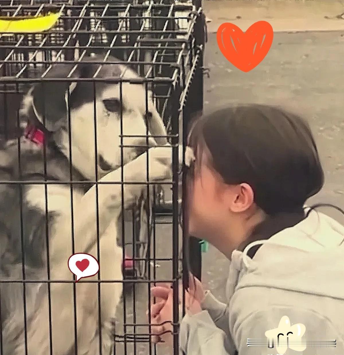 谁能想到，逛个狗市，竟能和失踪两年的毛孩子撞个满怀！这哪是巧合，分明是攒了两年的