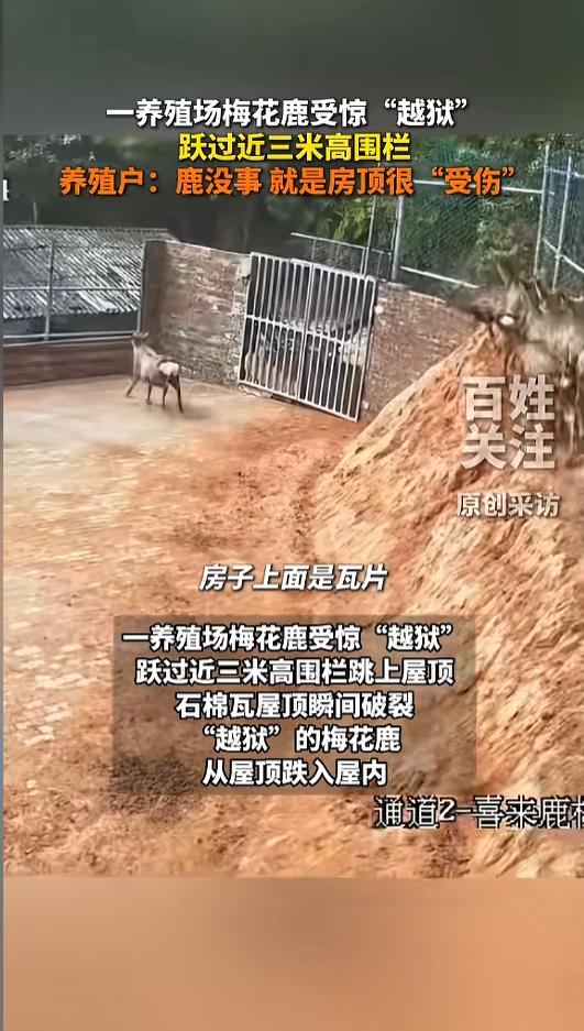 “万万没想到！”近日，江西赣州，一养殖场内的梅花鹿，受到儿童惊扰，在圈内飞奔了起