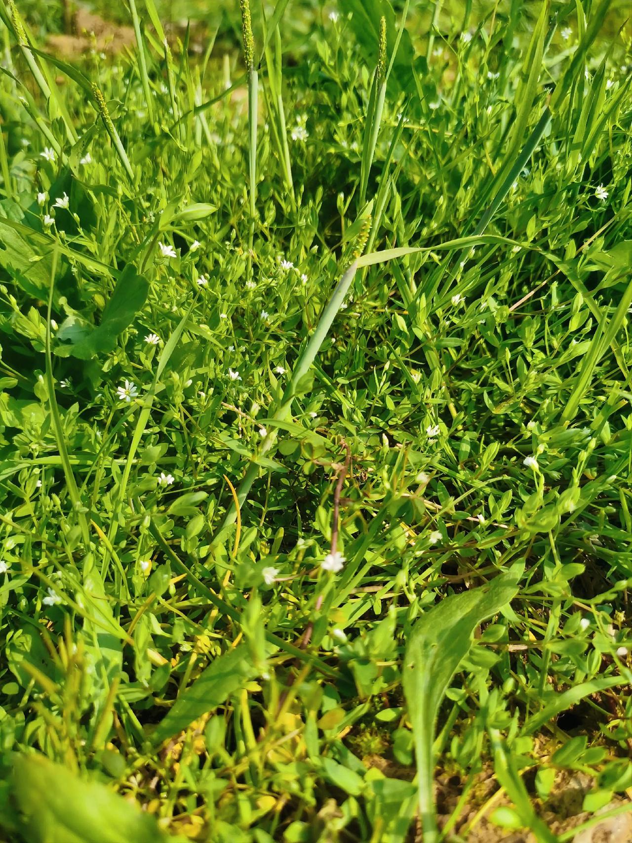 这是什么野草，知道么？我这里的土话，叫得出名字，但写不出来，记得小时候，“扯猪草