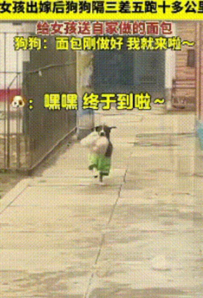 太幸福了！一女子出嫁后，狗狗隔三差五的来给女子送面包，跨越十公里也要过来，狗狗：