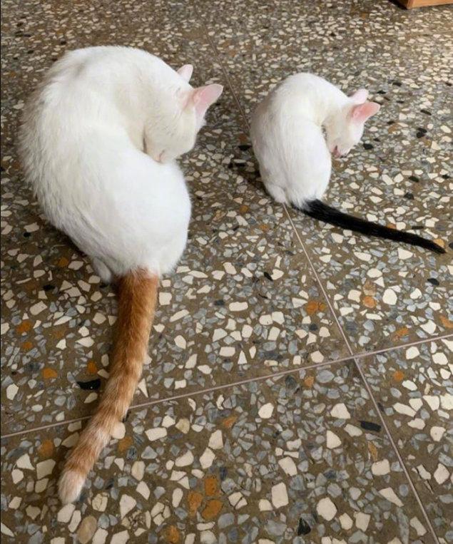 复制时橘色墨水用完了只好用黑色敷衍一下.....