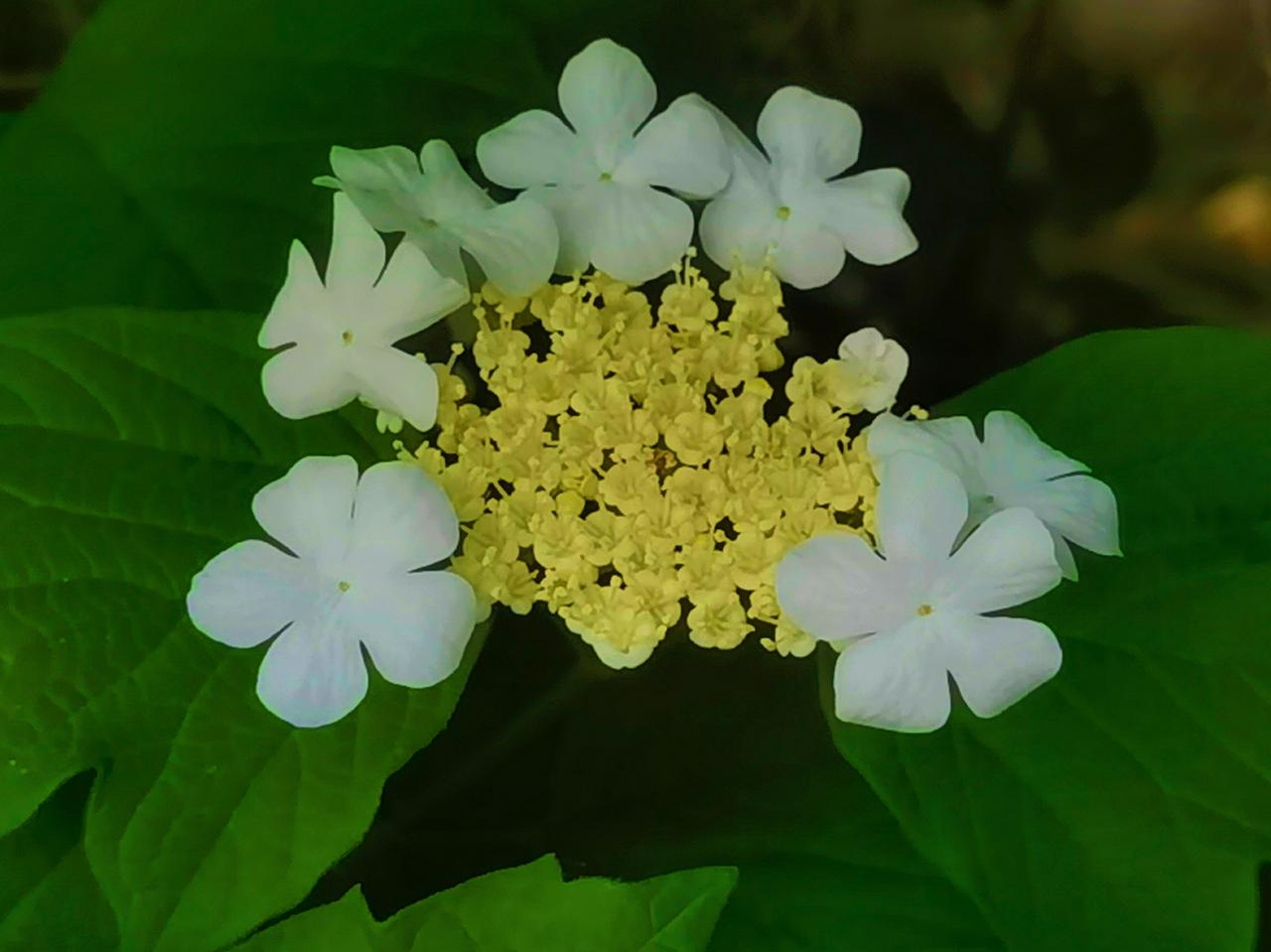 公园美丽景随拍