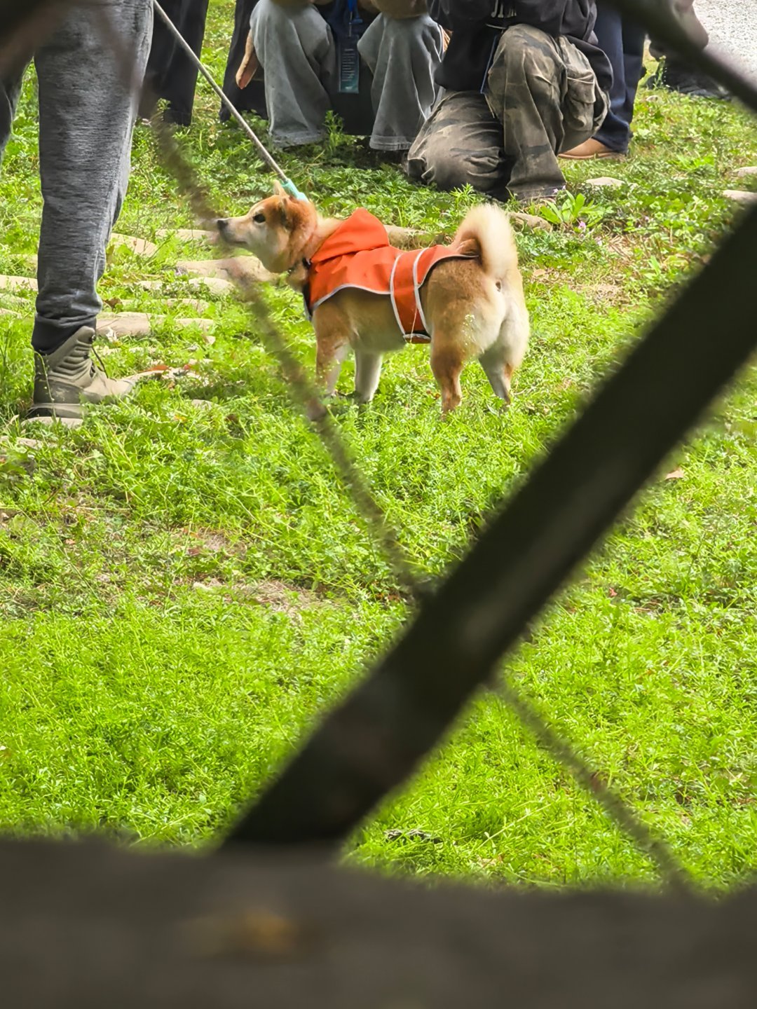 九月的小朋狗们也好可爱