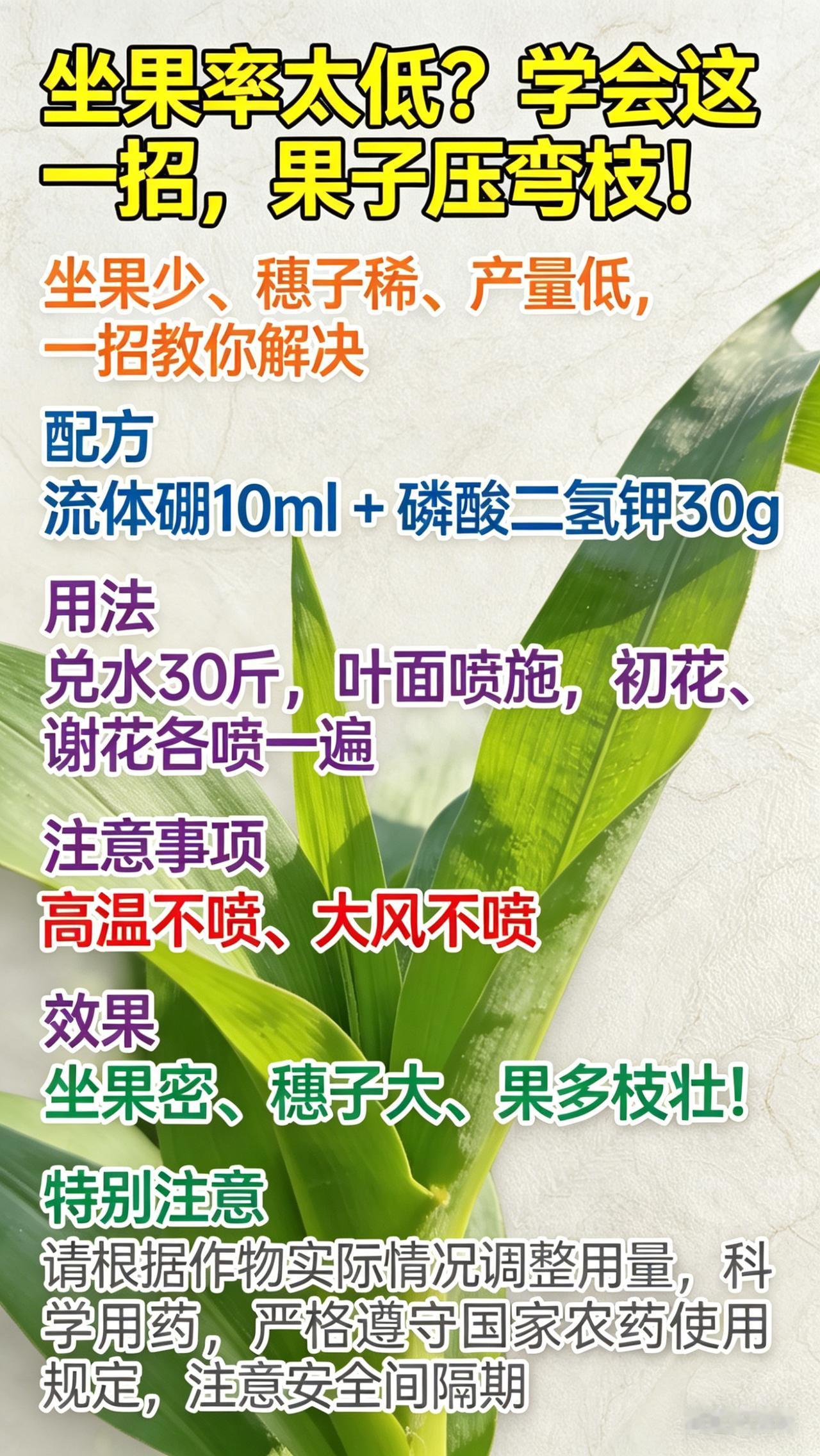 花开了满架，果却坐不住？这4个原因你肯定中招！你是不是也遇到过：番茄花开得热热