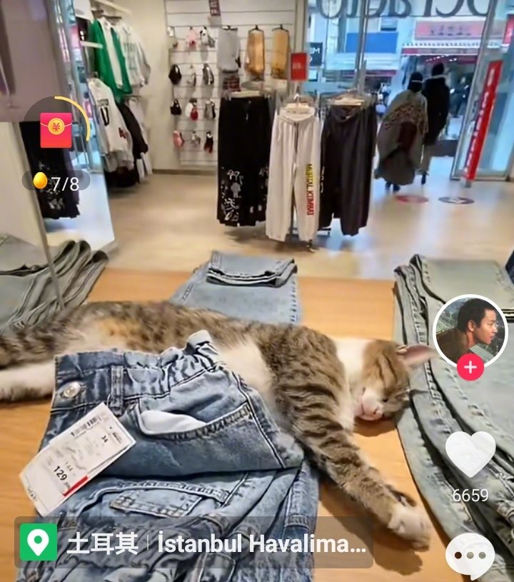土耳其的流浪猫可以进商店睡觉，没有任何人会打扰或驱赶或殴打。