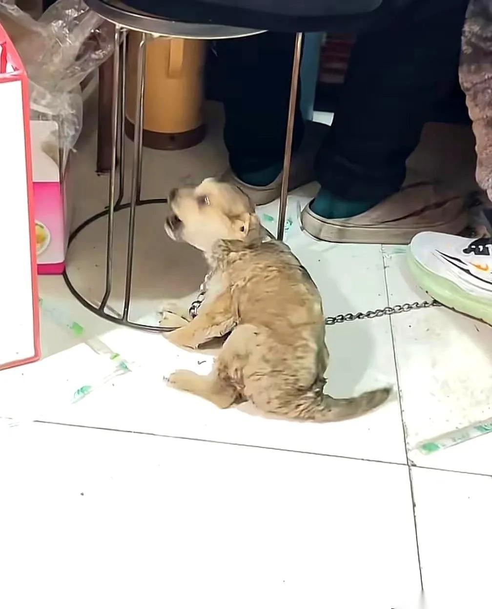 这个视频看着都揪心。一个小饭店，男人若无其事地坐在凳子上吃饭，凳子腿压着狗狗的