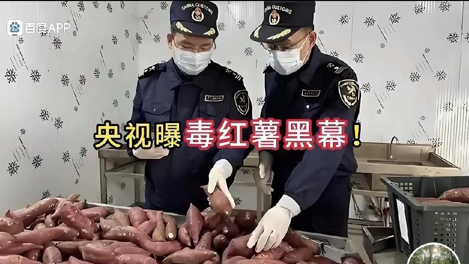 可怕的“毒红薯”刚刚看到一个视频，说的是“毒红薯”的问题，一下子惊到了我！