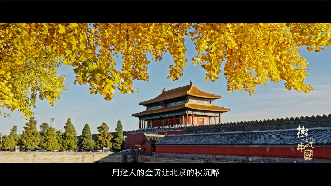 秋天不看银杏这辈子白活国内三大赏银杏宝地各有韵味，腾冲江东村古村黄叶绕屋，永州桐