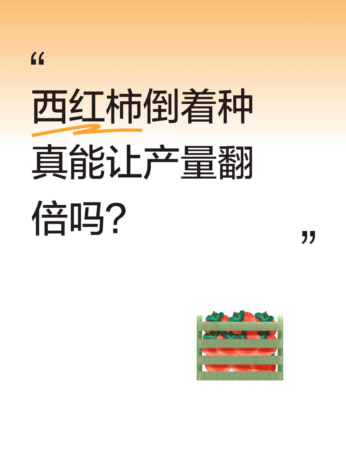 西红柿倒着种真能让产量翻倍吗？有种植户分享了个特别的方法：把西红柿倒挂着种。不