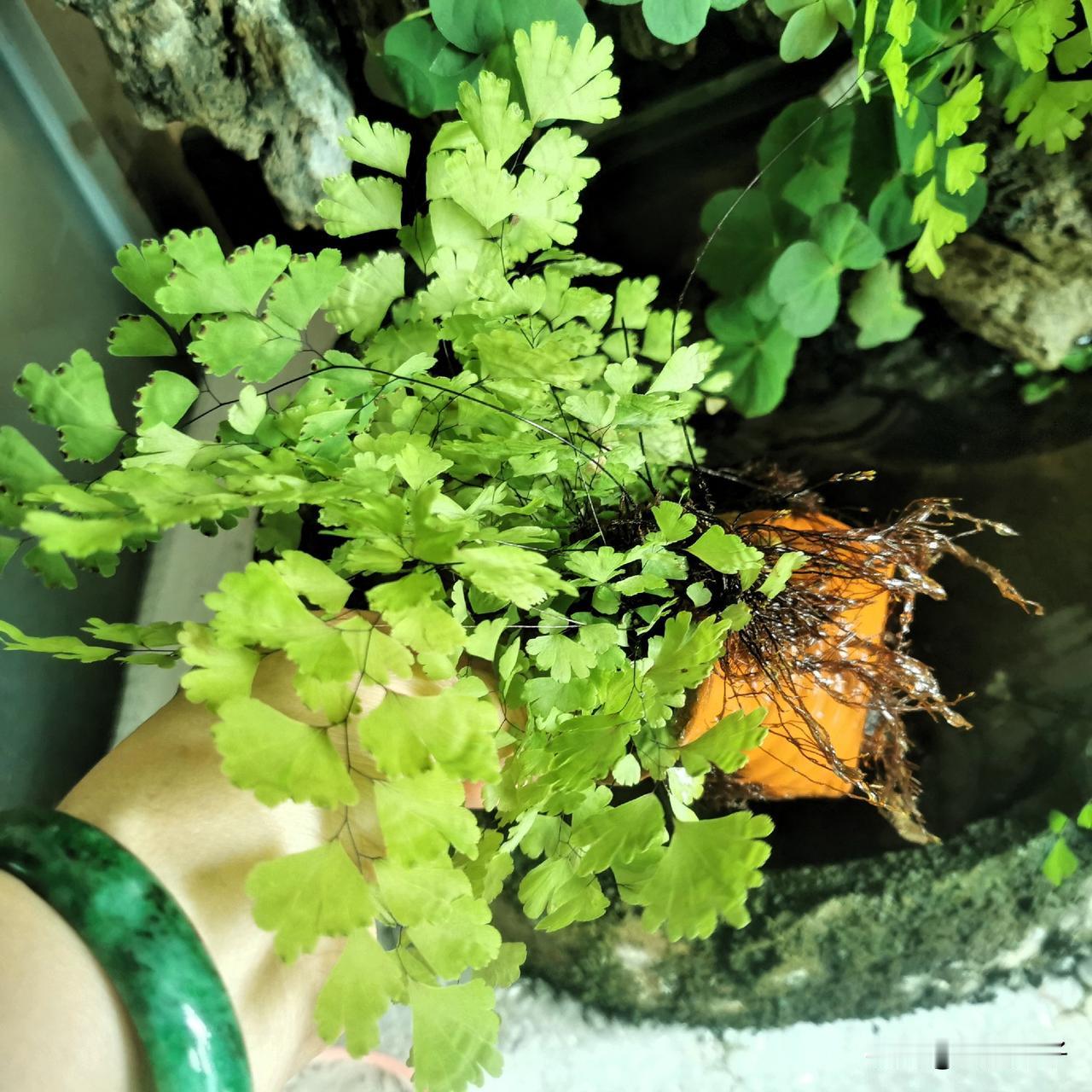 我不是个勤快人，但我喜欢养花花草草！今天中午吃饭时间，我把办公室的花草倒腾一