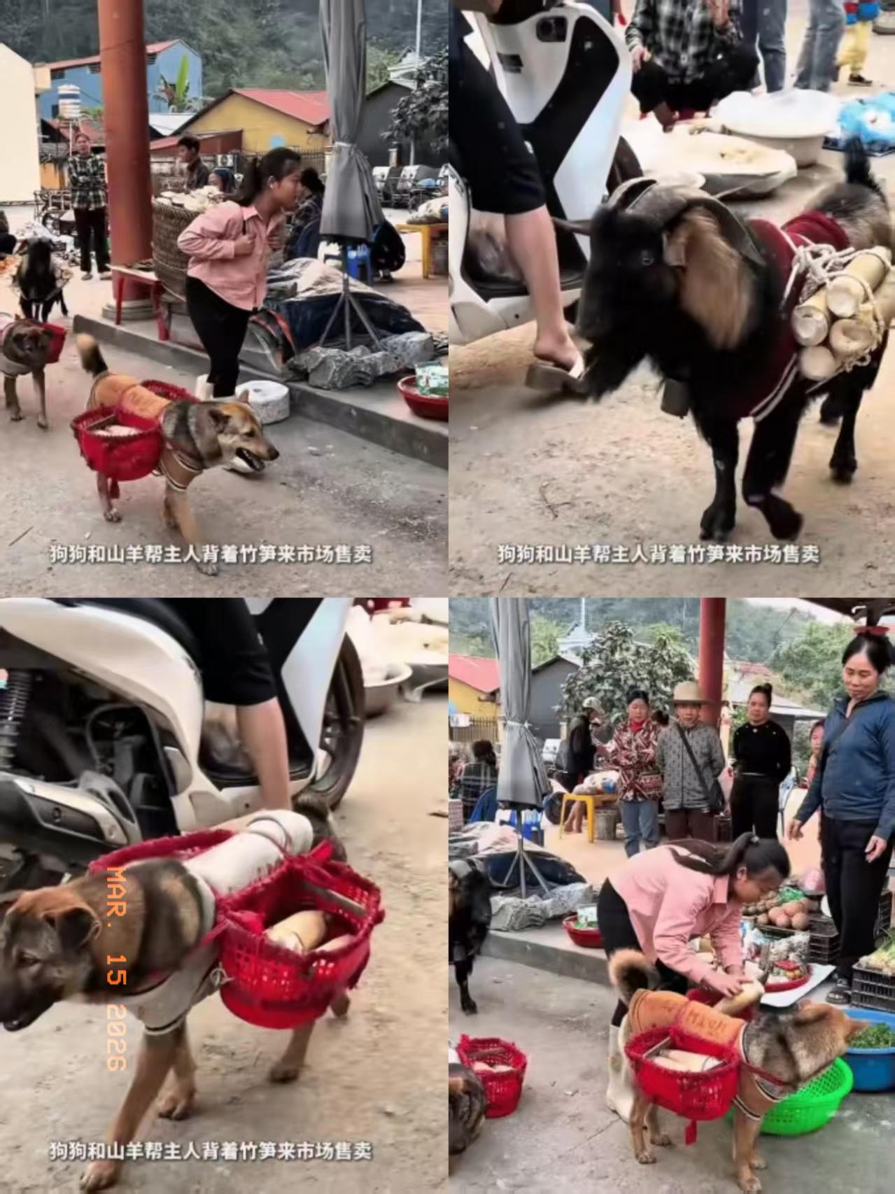 暖刮我了，集市上这一幕直接看哭无数人，女孩带狗羊组队背笋，全家没有一个吃闲