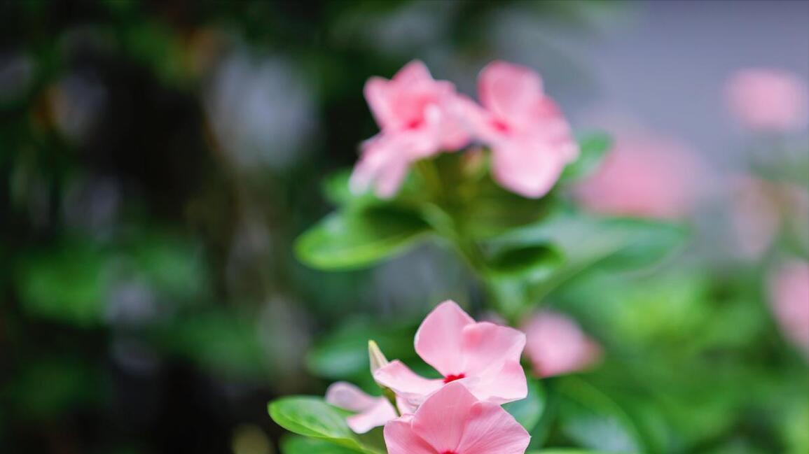5月开始火力全开,逆境变顺境的生肖,实力出众,迎接机遇