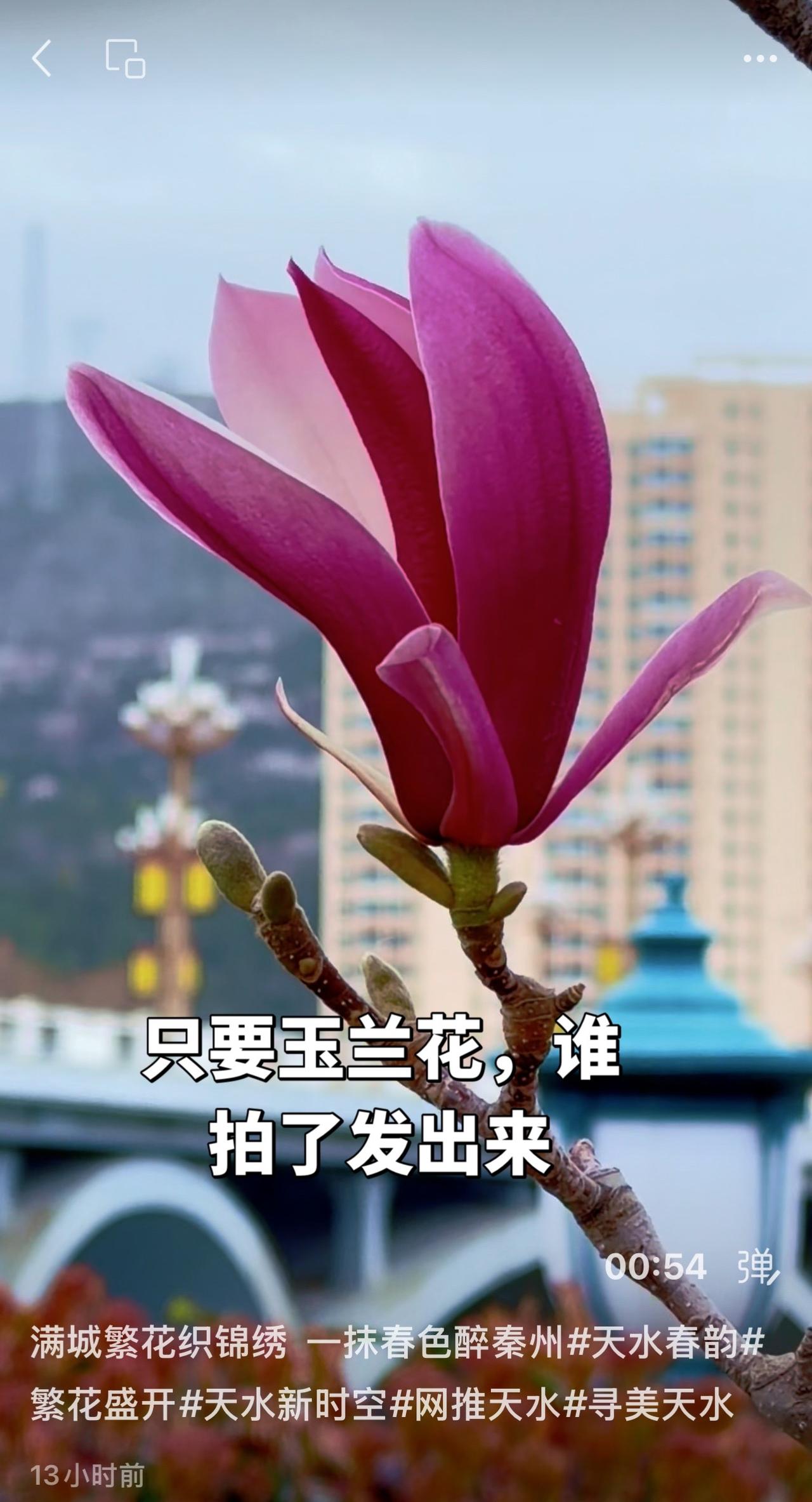 只要玉兰花，谁拍了发出来！只要玉兰花，谁拍了发出来！玉兰花玉兰花开了红运玉兰