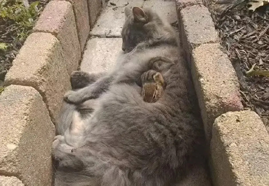 拍到一只小猫在下水道里睡得挺香的，但是他身上是什么呢？