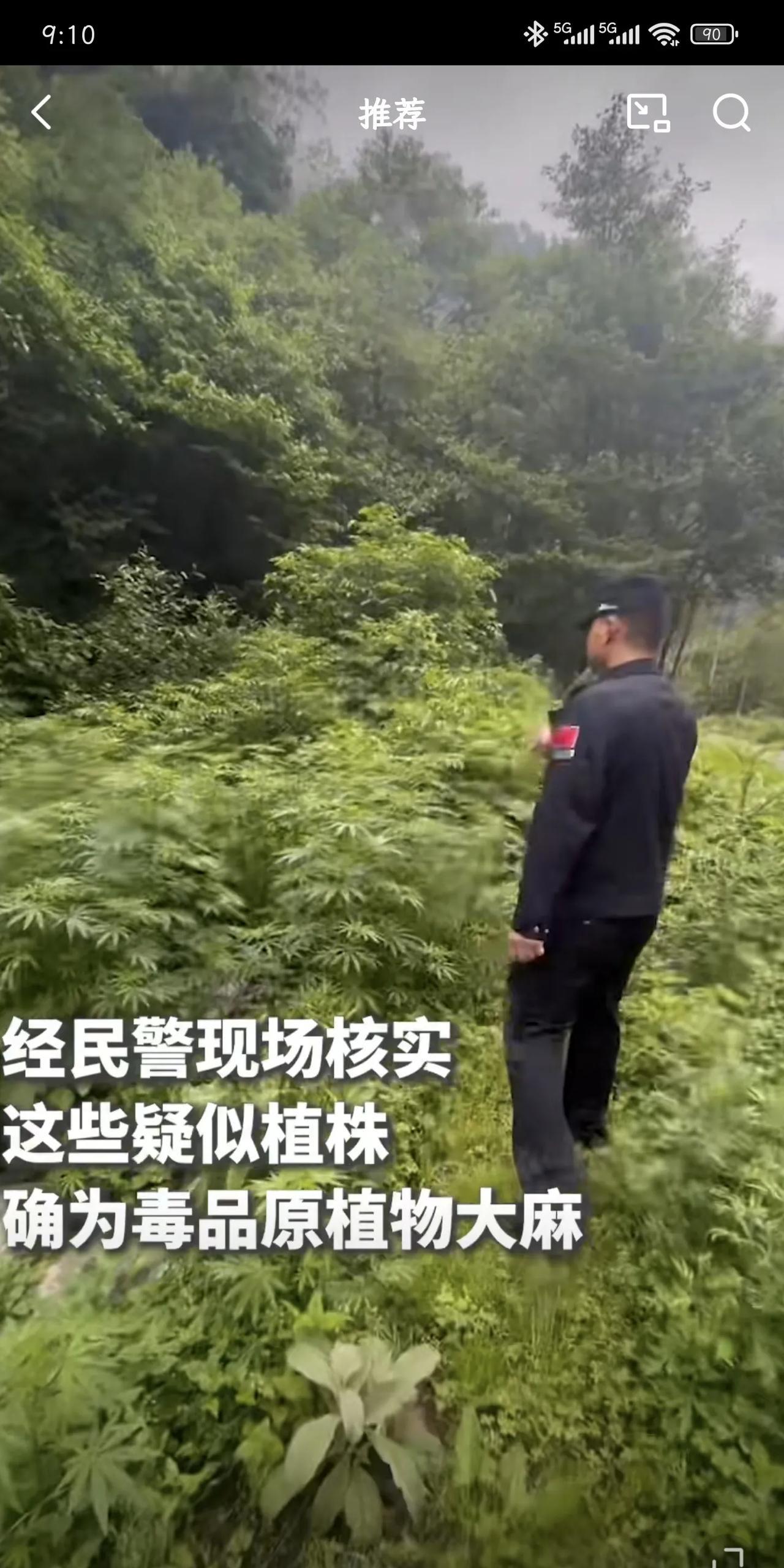小学生路边发现大麻，但真的了解这玩意儿吗？1.小孩哥立功，但大麻是啥来头？