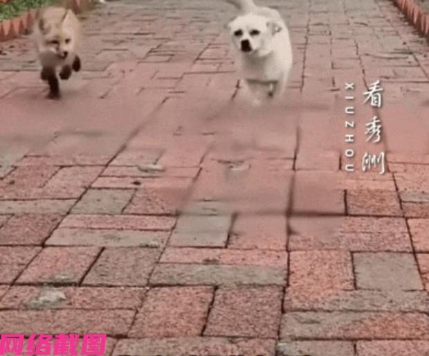 黑龙江有男子一早没看到自家狗狗，出门寻找，一上午也没看见，结果狗狗自己跑回来了，