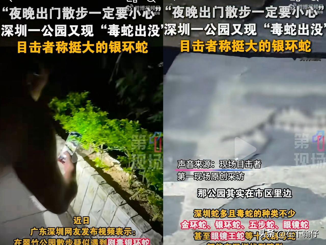 2025年10月12日，多名市民在深圳翠竹公园夜间散步时，发现一条黑白环纹明显的