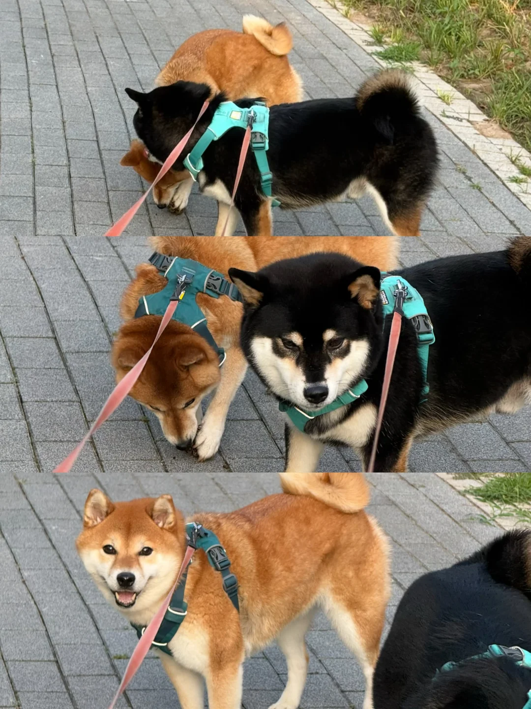 弟弟：我还以为是什么好东西