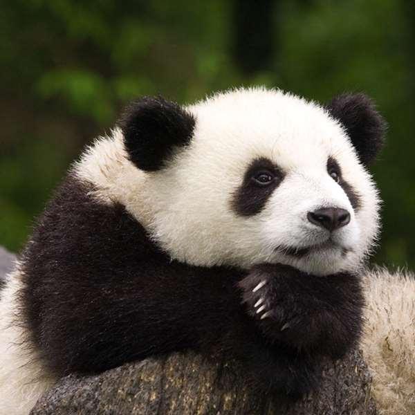 为什么熊猫迷们能分得清每一只熊猫和熊猫宝宝呢?
