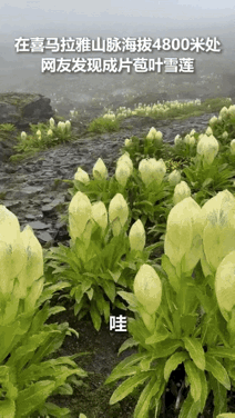 “上人民日报了！”男子独自一人爬喜马拉雅山，爬到海拔大约4800米的时候，他竟然