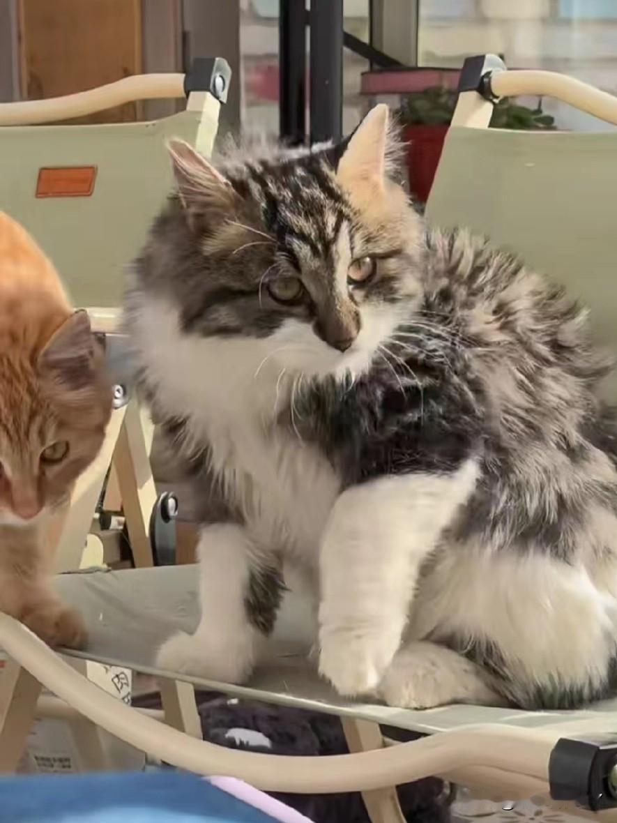 有只名叫“小水泥”的流浪猫，自妈妈失踪后，便一直守在原地痴痴等待。饿了，它就