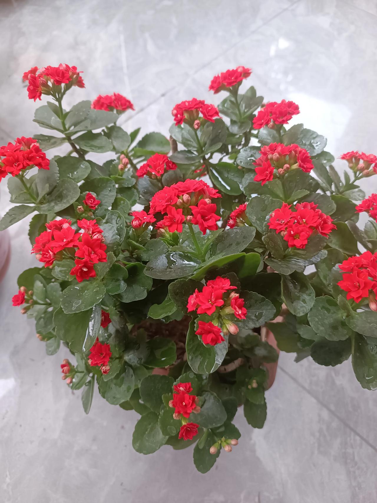 💛❤️今日份治愈，来自我家的长寿花～-黄色重瓣款正含苞待放，带着