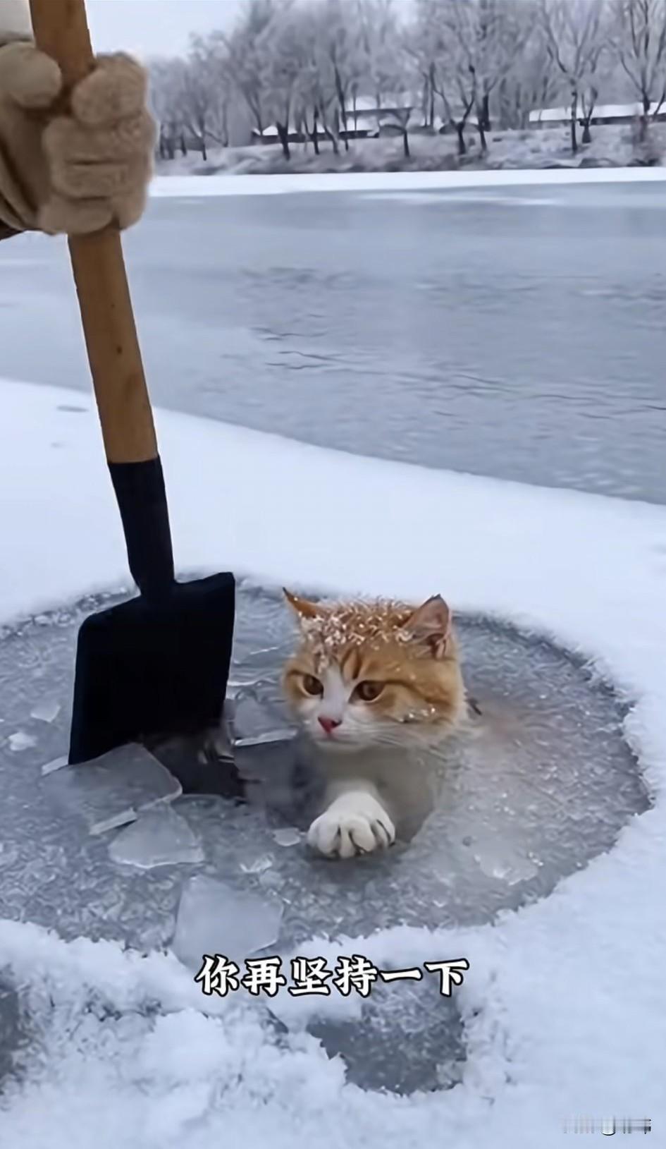 泪目了！这天一位小姐姐去公园里看雪景，当她走到一个结冰的人工湖的时候，听到了有猫