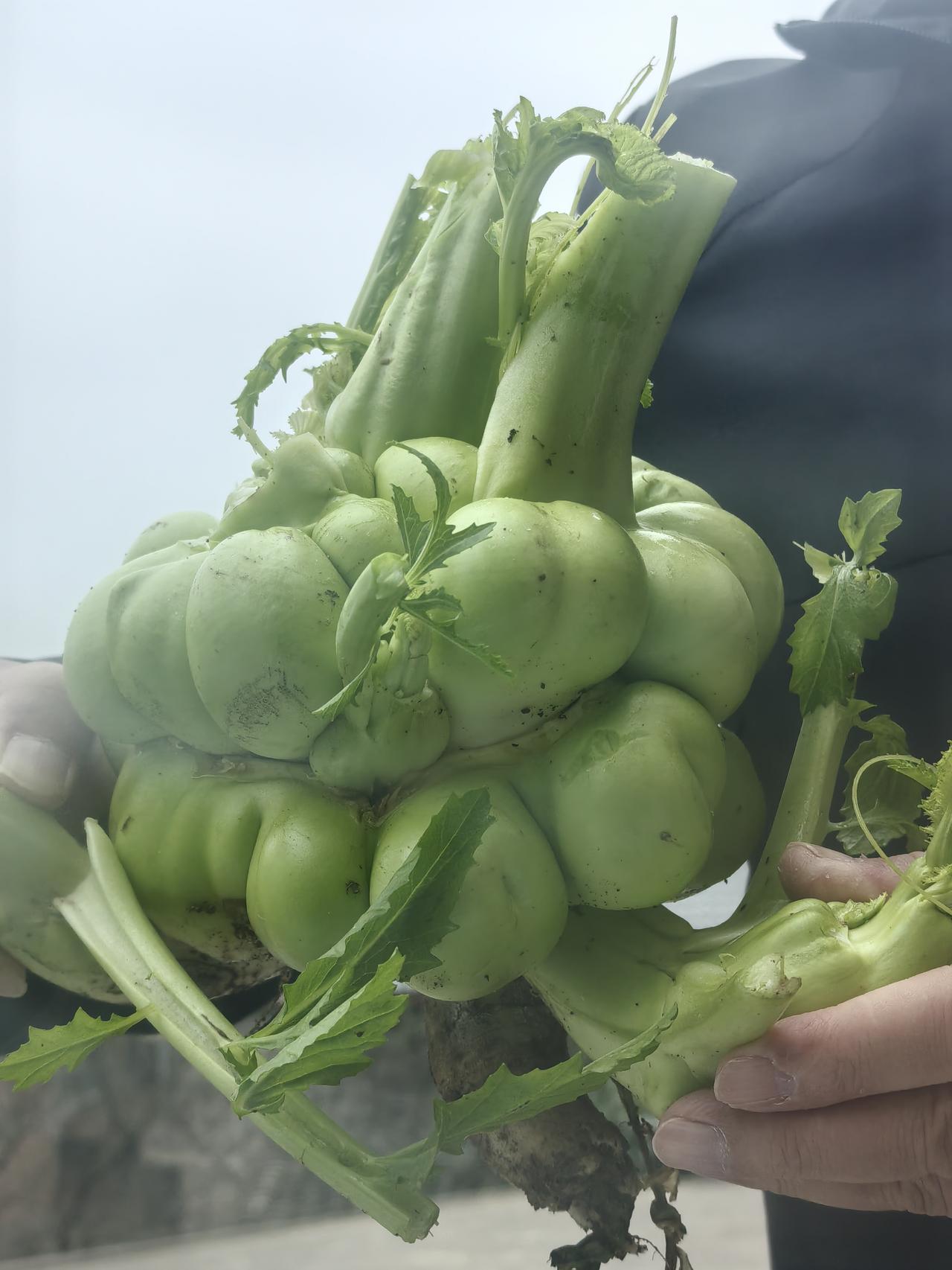 按乾隆作息你能坚持几天？