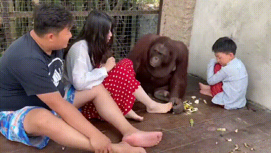 这猩猩还挺通情达理的